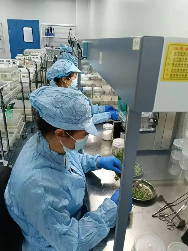 黃河三角洲農(nóng)業(yè)高新技術產(chǎn)業(yè)示范區(qū)技術推廣的實踐與探索