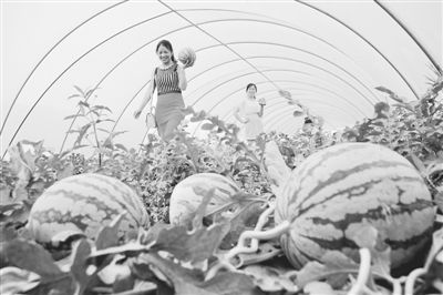 科技賦能，模式創(chuàng)新 牧原食品現(xiàn)代化高效農(nóng)業(yè)示范園的技術(shù)推廣之路